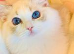 chanel - Ragdoll Kitten For Sale - Irvine&comma; CA&comma; US