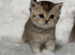 Scottish Straight Female - Scottish Straight Kitten For Sale - Orlando&comma; FL&comma; US