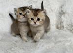 Scottish Straight Female Kittens  Golden Chinchil - Scottish Straight Kitten For Sale - Orlando&comma; FL&comma; US