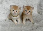 Scottish Straight Male Kittens - Scottish Straight Kitten For Sale - Orlando&comma; FL&comma; US