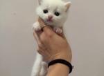 Scottish Straight Female Kitten  White - Scottish Straight Kitten For Sale - Orlando&comma; FL&comma; US