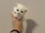 Scottish Straight Male Kitten  White - Scottish Straight Kitten For Sale - Orlando&comma; FL&comma; US