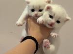 Beautiful White Scottish Straight Kittens - Scottish Straight Kitten For Sale - Orlando&comma; FL&comma; US