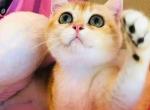 Victoria - British Shorthair Kitten For Sale - Irvine&comma; CA&comma; US