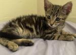 Mouse - Domestic Kitten For Adoption - Redlands&comma; CA&comma; US