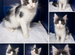 Spots Male 1 - Maine Coon Kitten For Sale - 