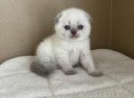 Blue point Scottish fold girl - Scottish Fold Kitten For Sale - 