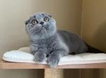 Scottish fold blue girl - Scottish Fold Kitten For Sale - Houston&comma; TX&comma; US