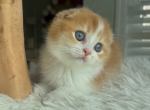 Rudy - Scottish Fold Kitten For Sale - Kansas City&comma; MO&comma; US
