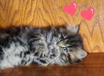 Nala Pink - Persian Kitten For Sale - 