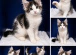 Spots Male 2 - Maine Coon Kitten For Sale - 