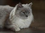 Posey's litter - Ragdoll Kitten For Sale - IL&comma; US
