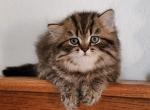 Baby Simba - Persian Kitten For Sale - 