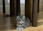 Najm - Scottish Fold Kitten For Adoption - Medford&comma; MA&comma; US