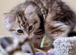Gingersnap and Haron - Siberian Kitten For Sale - Culpeper&comma; VA&comma; US