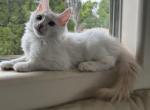 Chantilly - Turkish Angora Kitten For Sale - Porter Ranch&comma; CA&comma; US