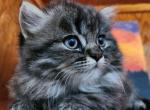Lightning lioncub - Persian Kitten For Sale - 