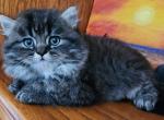 Lightning lioncub - Persian Kitten For Sale - Leander&comma; TX&comma; US
