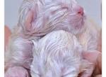 Shane and Carra - Ragdoll Kitten For Sale - 