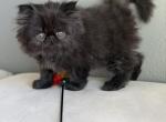 Luna - Persian Kitten For Sale - 
