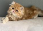 Romeo - Persian Kitten For Sale - 