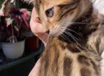 The Boys - Bengal Kitten For Sale - Southampton&comma; NY&comma; US