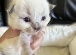 Seal Pt Prince 3 - Ragdoll Kitten For Sale - Columbia&comma; MD&comma; US