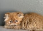 Bruno - Persian Kitten For Sale - 