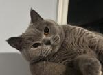 Gracy - British Shorthair Cat For Sale - 