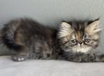 Bianca - Persian Kitten For Sale - 
