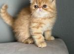 Ponti - Exotic Kitten For Sale - Vancouver&comma; WA&comma; US