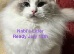 Nabi Litter Ready July 13th - Ragdoll Kitten For Sale - Columbia&comma; MD&comma; US