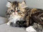Margaret - Persian Kitten For Sale - Vancouver&comma; WA&comma; US