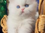 Beautiful dollface white blue eyes male - Persian Kitten For Sale - CA&comma; US