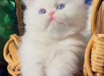Beautiful dollface white blue eyes male - Persian Kitten For Sale - CA&comma; US