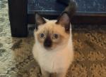LUNA - Siamese Kitten For Sale - Morristown&comma; NJ&comma; US