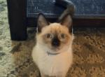 LUNA - Siamese Kitten For Sale - Philadelphia&comma; PA&comma; US