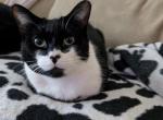 Cleo - Domestic Cat For Adoption - Thompsonville&comma; MI&comma; US