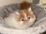 Persian cats - Persian Kitten For Sale - 