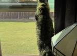 Gem - Ragdoll Kitten For Sale - New Braunfels&comma; TX&comma; US