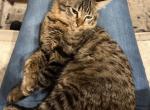 Shiner - Ragdoll Kitten For Sale - New Braunfels&comma; TX&comma; US