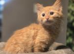 Female Siberian X Elf Sphynx Female - Siberian Kitten For Sale - Boston&comma; MA&comma; US
