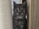 A - Scottish Straight Kitten For Sale - Bonney Lake&comma; WA&comma; US