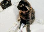 Grey and black - Domestic Kitten For Adoption - Hemet&comma; CA&comma; US