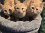 Orange tabby Female Siberian Sphynx Hybrid - Domestic Kitten For Sale - Boston&comma; MA&comma; US