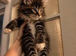 Milo - Maine Coon Kitten For Sale - Monroe&comma; OH&comma; US
