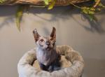 Male Elf Sphynx - Sphynx Kitten For Sale - Boston&comma; MA&comma; US