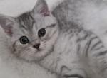 B - Scottish Straight Kitten For Sale - Bonney Lake&comma; WA&comma; US