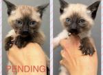 Siamese Female Pure Bred Kittens - Siamese Kitten For Sale - Leominster&comma; MA&comma; US