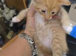 Calico - American Shorthair Kitten For Adoption - San Antonio&comma; TX&comma; US